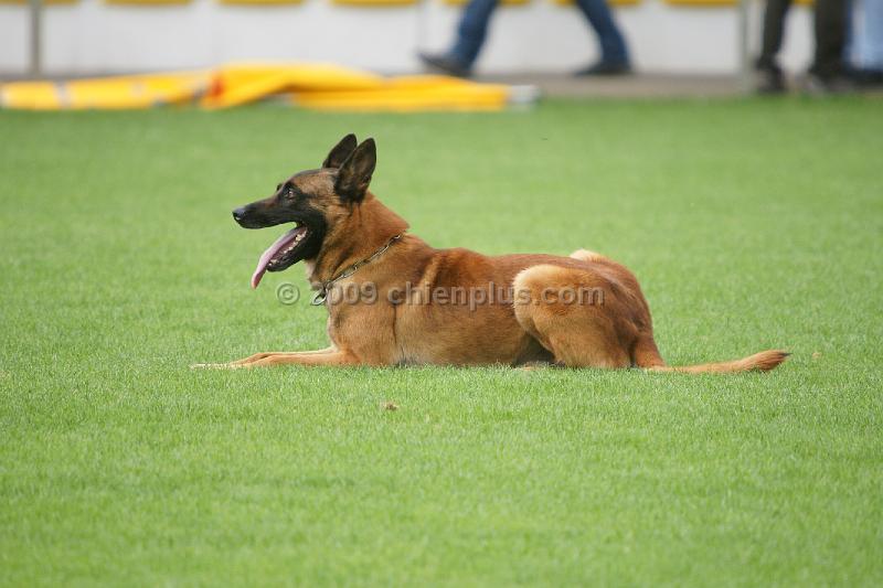 VIP des Loups Mutins939.JPG